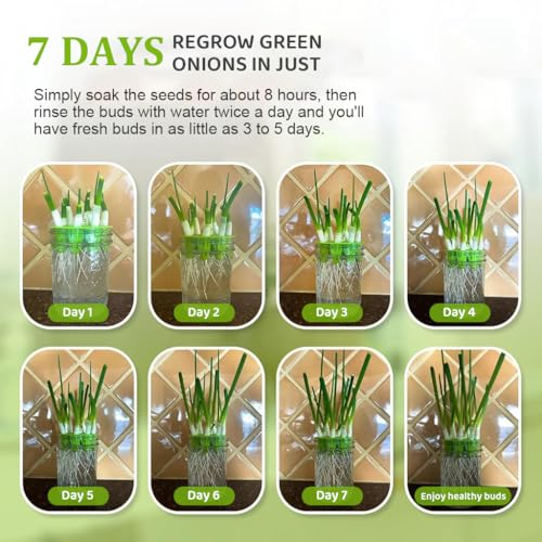 HASTHIP® Seed Sprouting Jar Kit Bean Sprouts Maker 32OZ Glass with Ventilation Mesh Screen Lids Light Shield Brush for Homemade Edible 2 PCS HASTHIP® Seed Sprouting Jar Kit Bean Sprouts Maker 32OZ Glass with Ventilation Mesh Screen Lids Light Shield Brush for Homemade Edible 2 PCS